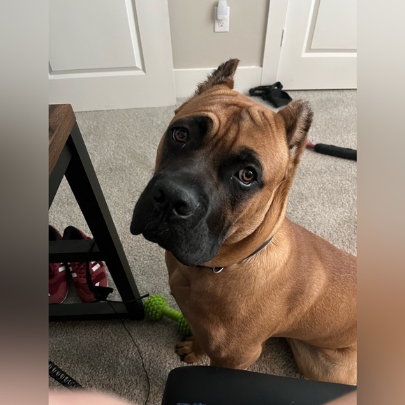 Meet your posher - Picture 6 of 8